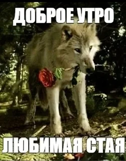 😏 emoji Котаке Telegram sticker 21 of 57