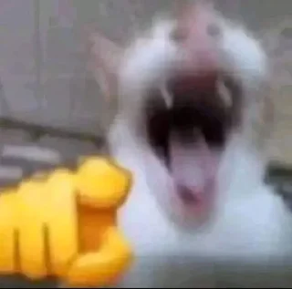 🤣 emoji Котеке Telegram sticker 21 of 46