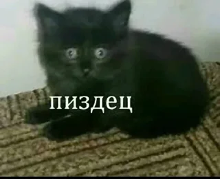 😨 emoji Котаке Telegram sticker 17 of 57