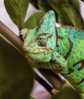 🌟 emoji 🦎 Quick Lizard Telegram sticker 20 of 26