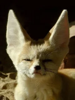 Sticker from Фенеки и лисички🦊
