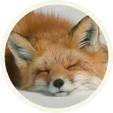 😴 emoji 🦊 Лисы @lennysticker Telegram sticker 14 of 38