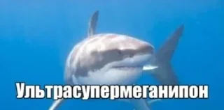 🦈 emoji Пон Telegram sticker 5 of 13