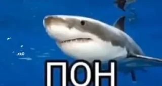 🦈 emoji Пон Telegram sticker 9 of 13