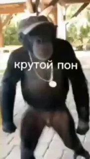 😂 emoji Лютый пон Telegram sticker 14 of 41