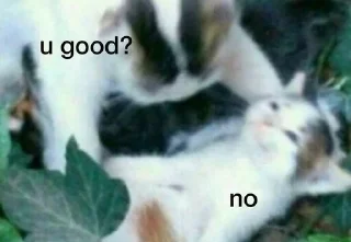 🐱 emoji cats @youmii_8 Telegram sticker 10 of 74