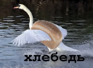 🦢 emoji Животное Telegram sticker 12 of 28
