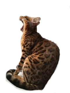 😂 emoji Леона Telegram sticker 23 of 27