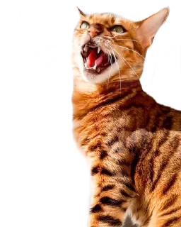 😡 emoji Леона Telegram sticker 7 of 27