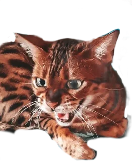 😤 emoji Леона Telegram sticker 6 of 27