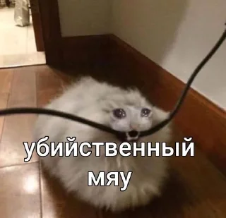 💀 emoji Котята мяу от @asianMofu Telegram sticker 17 of 73