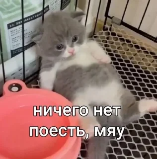 😔 emoji Котята мяу от @asianMofu Telegram sticker 14 of 73