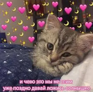 Sticker from Котики-обормотики