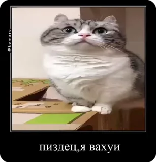 🫣 emoji Всякая хуйня Telegram sticker 6 of 51
