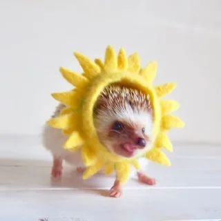 🌞 emoji ёвжик Telegram sticker 22 of 103