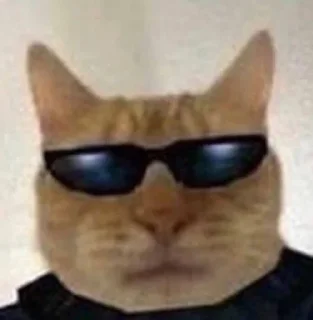 😎 emoji ты похож на кота Telegram sticker 9 of 54