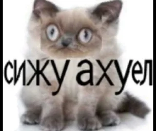 🌟 emoji 🐱 kycheryavo_bazarim Telegram sticker 16 of 102