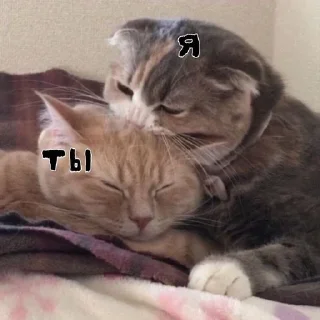 🌟 emoji я котик Telegram sticker 20 of 23