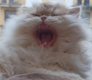 😡 emoji НОРМИС (Цири) Telegram sticker 22 of 118