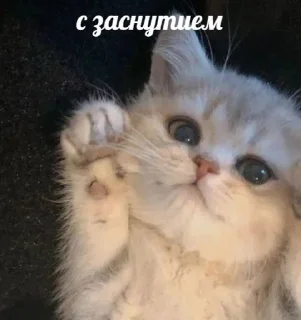 🌟 emoji Кошачий муд Telegram sticker 21 of 67