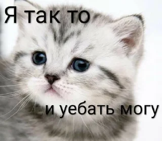 🌟 emoji Кошачий муд Telegram sticker 22 of 67