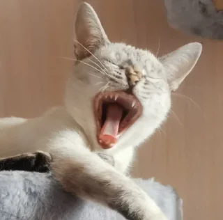 🥱 emoji Ириска и кваська Telegram sticker 15 of 30