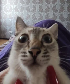 😦 emoji Ириска и кваська Telegram sticker 23 of 30