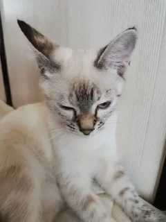 😵‍💫 emoji Ириска и кваська Telegram sticker 5 of 30