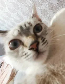 😳 emoji Ириска и кваська Telegram sticker 11 of 30