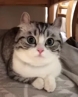 😏 emoji Комару сборник @tambilvirus Telegram sticker 20 of 120