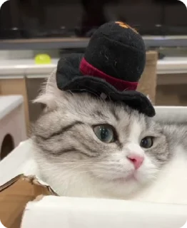 🎩 emoji Комары и ко Telegram sticker 16 of 50