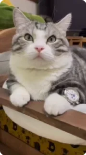 😏 emoji Комары и ко Telegram sticker 20 of 50