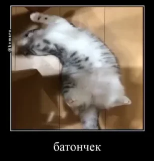 🥖 emoji Гифки Оксимирона @tambilvirus Telegram sticker 23 of 120