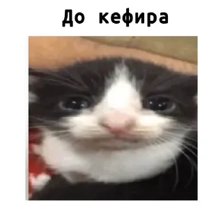 🌟 emoji Кефир Telegram sticker 12 of 32