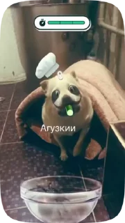 Sticker from Лелька видео @jopa228hfhd