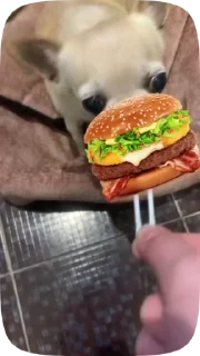 🍔 emoji Лелька видео @jopa228hfhd Telegram sticker 5 of 30