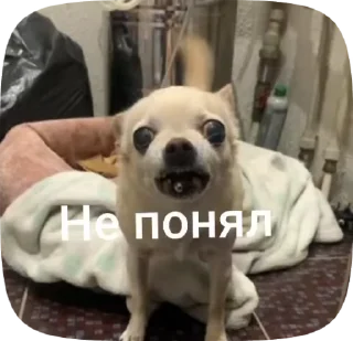 🤔 emoji Лелька видео @jopa228hfhd Telegram sticker 11 of 30