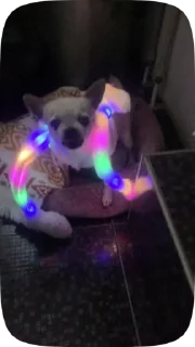 Sticker from Лелька видео @jopa228hfhd