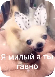 ☺ emoji Лелька видео @jopa228hfhd Telegram sticker 16 of 30
