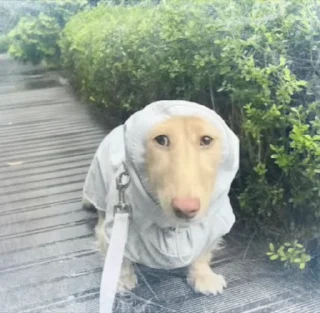 🌟 emoji Крем в дождевике Telegram sticker 7 of 25