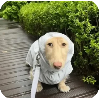 🐶 emoji Крем в дождевике Telegram sticker 1 of 25