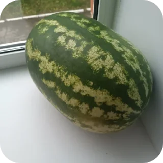 🍉 emoji Lyfë sërgi Telegram sticker 4 of 46