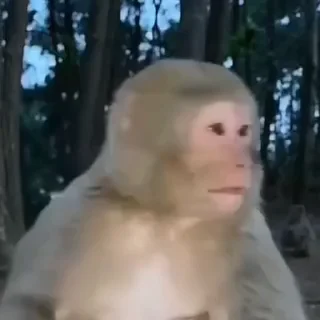 🐵 emoji @CloobHub <- больше стиков Telegram sticker 20 of 50
