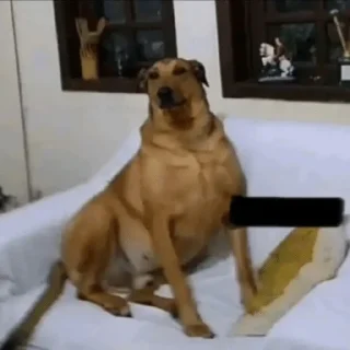🐶 emoji мега набор мемов Telegram sticker 13 of 62