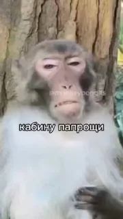 🤬 emoji Брад бибизяна              @stickers_grenka Telegram sticker 3 of 27