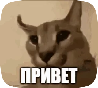 Sticker from Floppa_gif