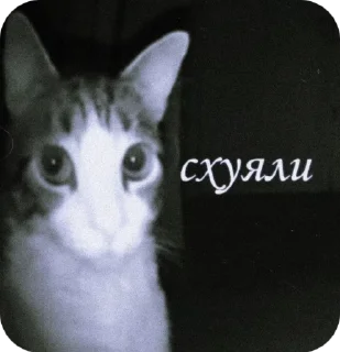 Sticker from zalupaonline.com @nabbye