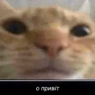 ✋ emoji Стікери для життя @stikibilogo Telegram sticker 23 of 120