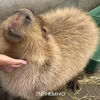 🤭 emoji Стікери для душі Telegram sticker 16 of 47