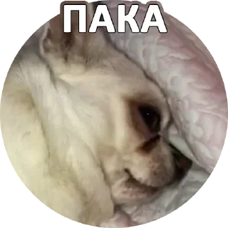 😢 emoji За мат извени👉 @pornostikerys 🔞 Telegram sticker 23 of 29
